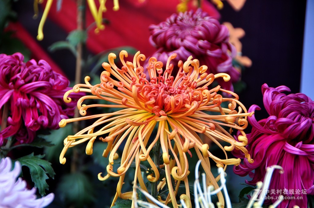 菊花----------。