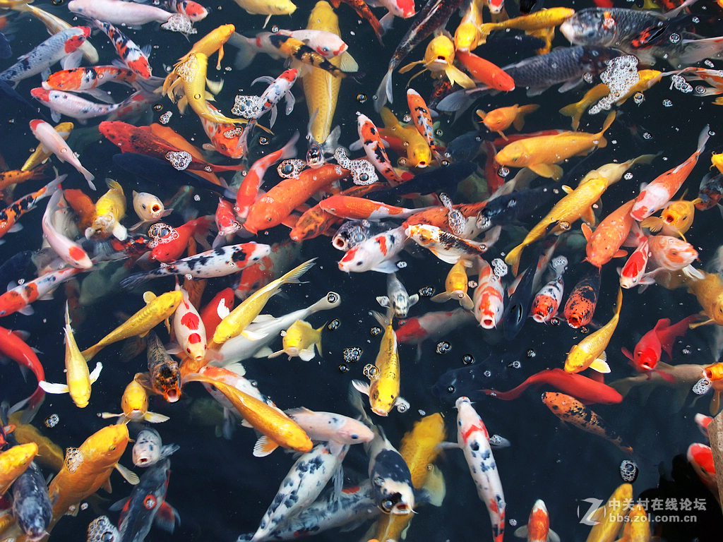 年年有鱼      争先恐后