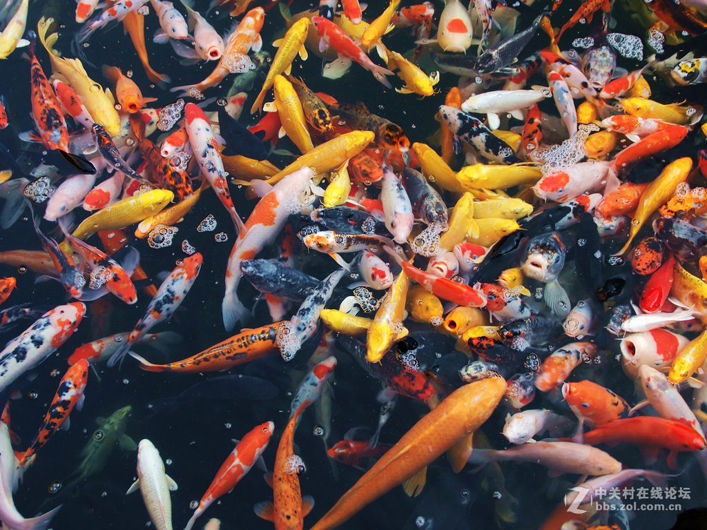 年年有鱼      争先恐后