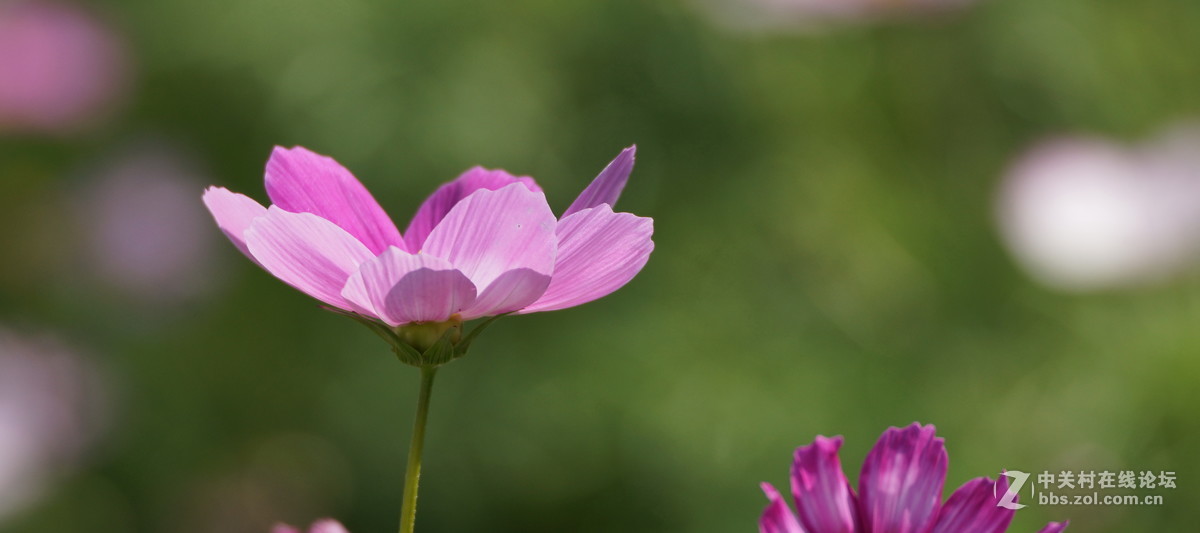 蹭拍小花