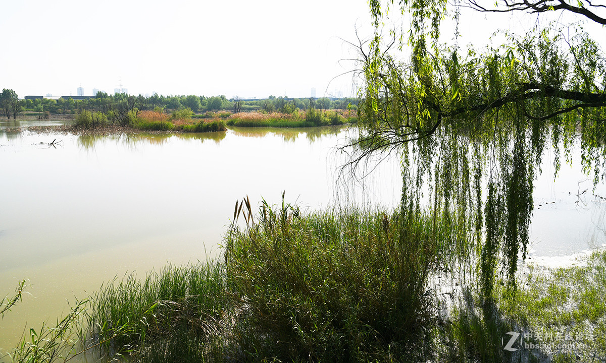 【2017】052---灞河春景