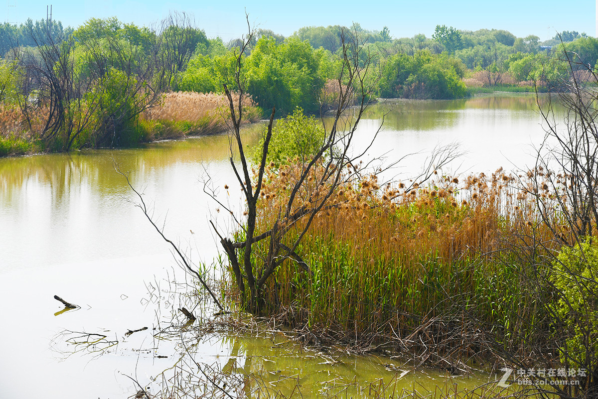 【2017】052---灞河春景