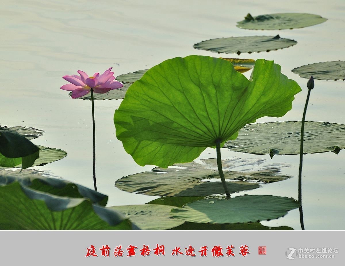 【视觉光影】——夏荷（9）