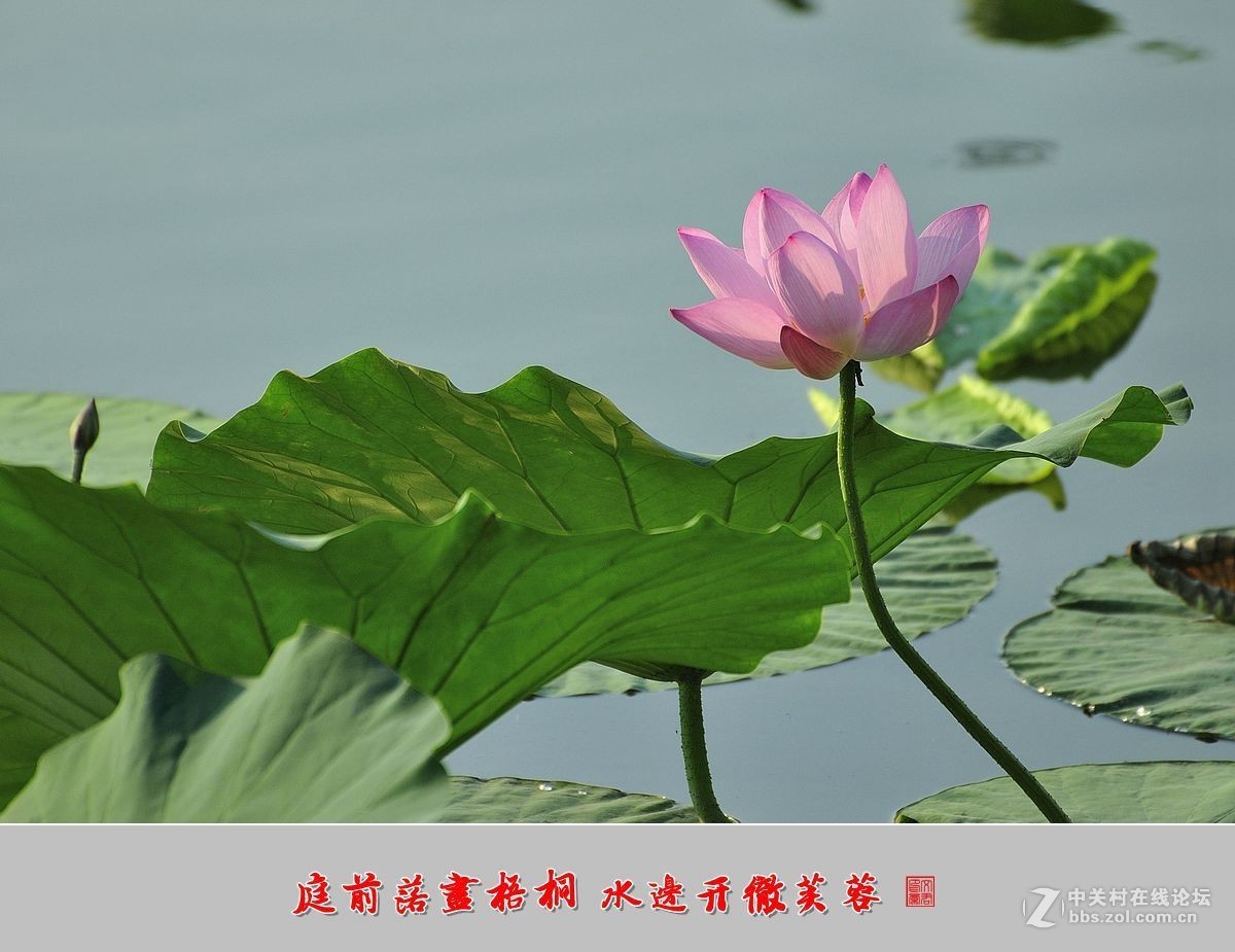 【视觉光影】——夏荷（9）