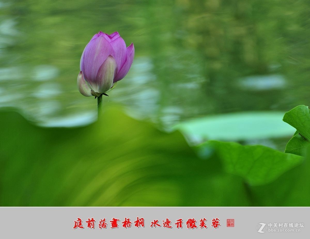 【视觉光影】——夏荷（9）