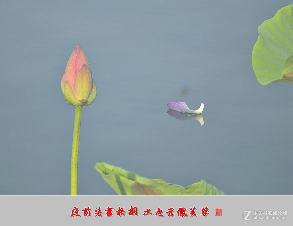 【视觉光影】——夏荷（9）