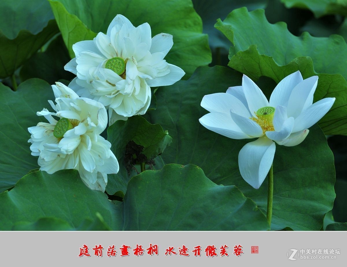 【视觉光影】——夏荷（9）