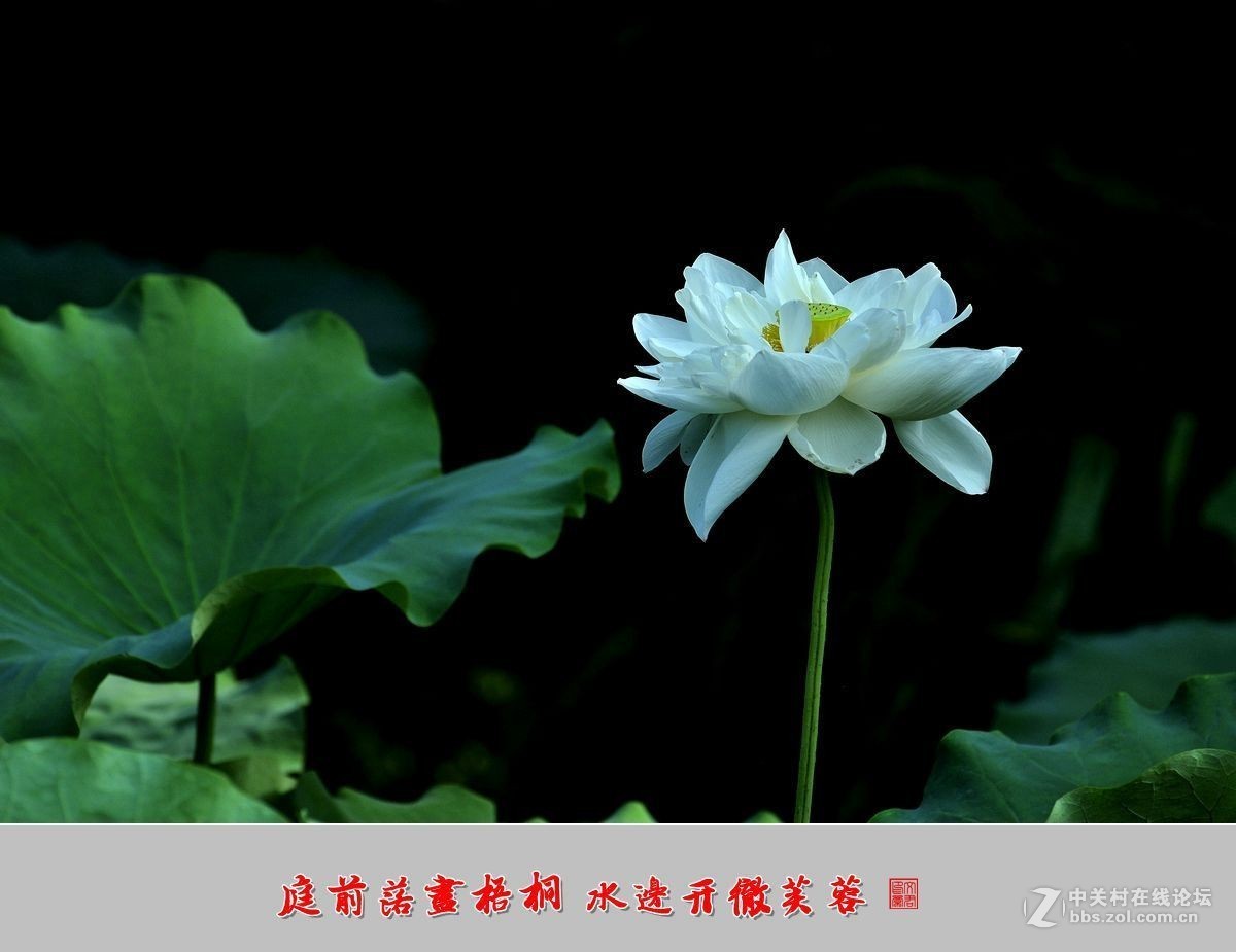 【视觉光影】——夏荷（9）