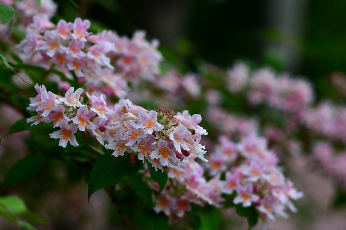 春末夏初猥实花