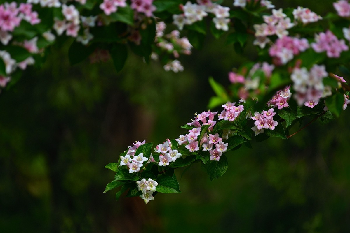 春末夏初猥实花