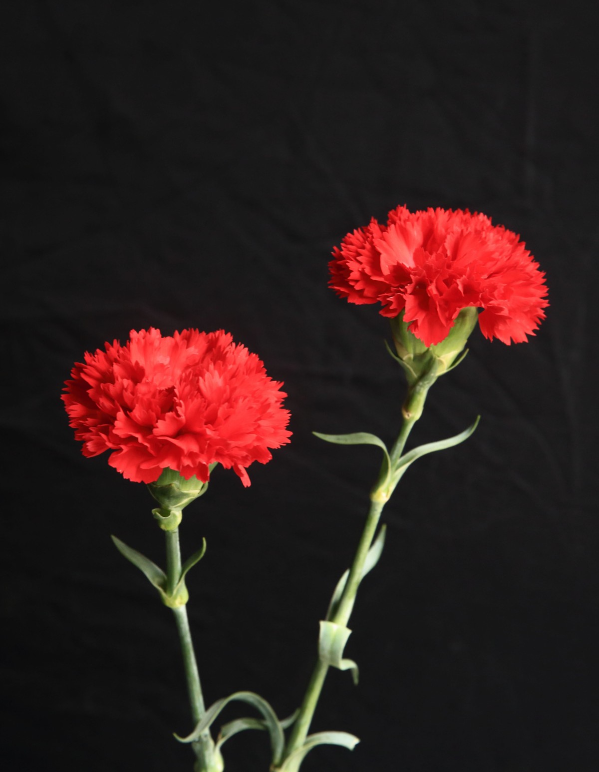 十幅鲜花献五.一。