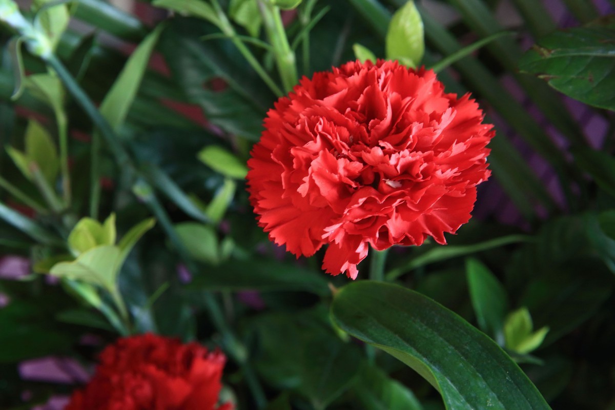 十幅鲜花献五.一。