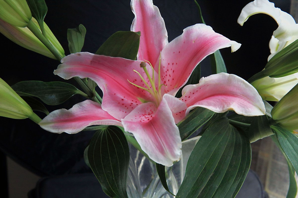 十幅鲜花献五.一。