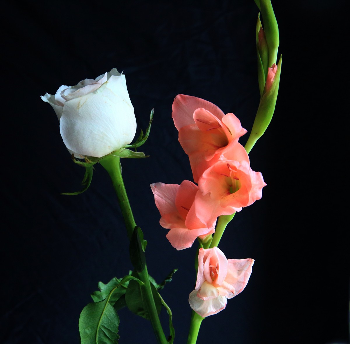 十幅鲜花献五.一。