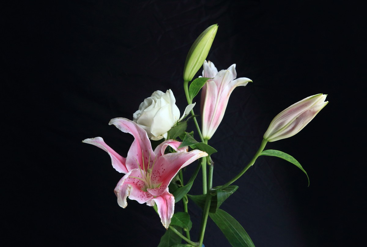 十幅鲜花献五.一。