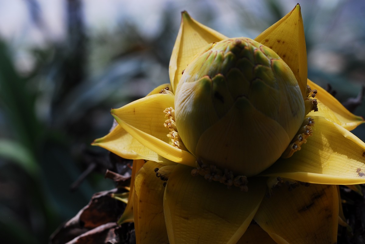 广州  光孝寺  中山纪念堂   华南植物园