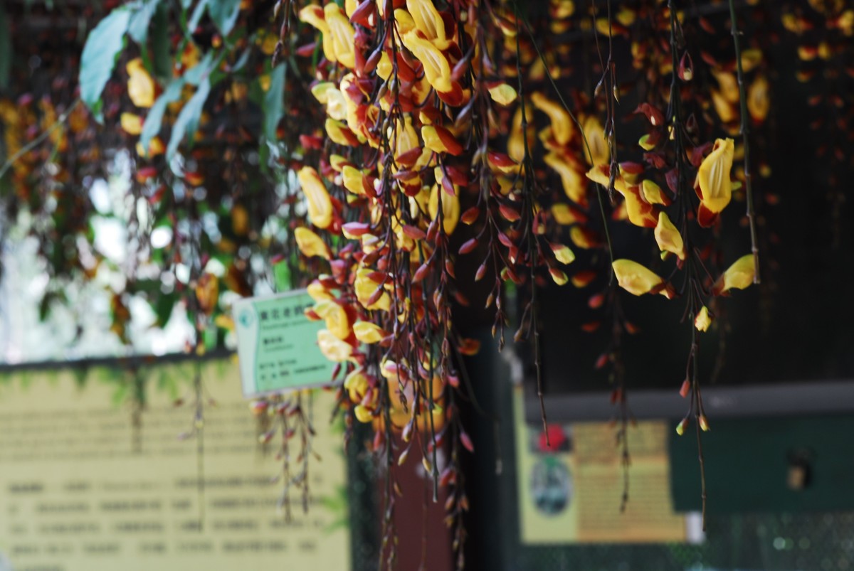 广州  光孝寺  中山纪念堂   华南植物园