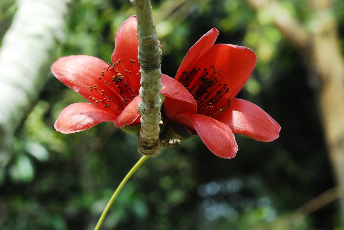 广州  光孝寺  中山纪念堂   华南植物园