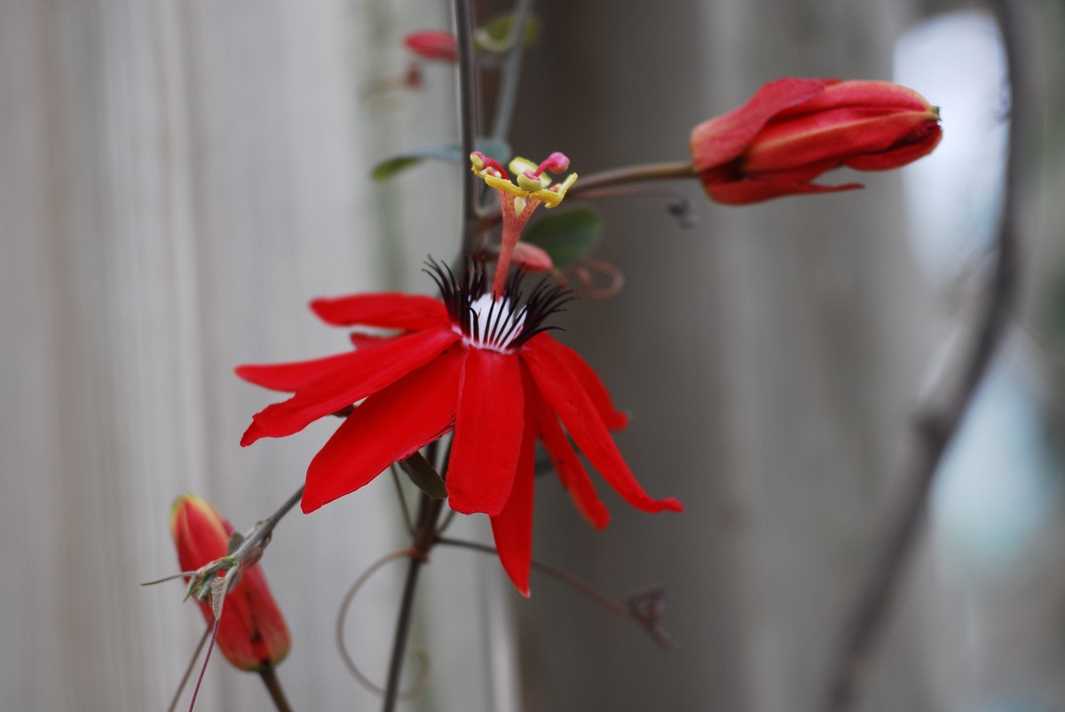 广州  光孝寺  中山纪念堂   华南植物园