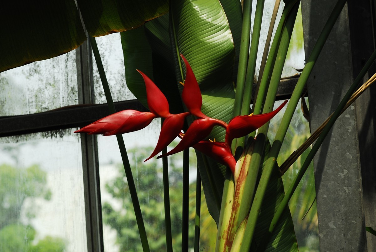 广州  光孝寺  中山纪念堂   华南植物园