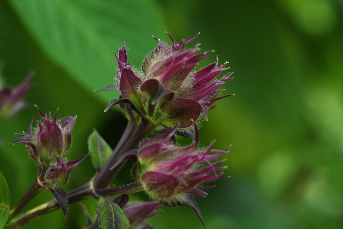广州  光孝寺  中山纪念堂   华南植物园