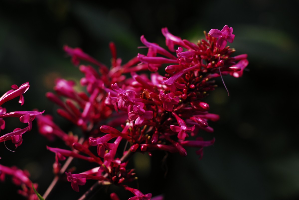广州  光孝寺  中山纪念堂   华南植物园