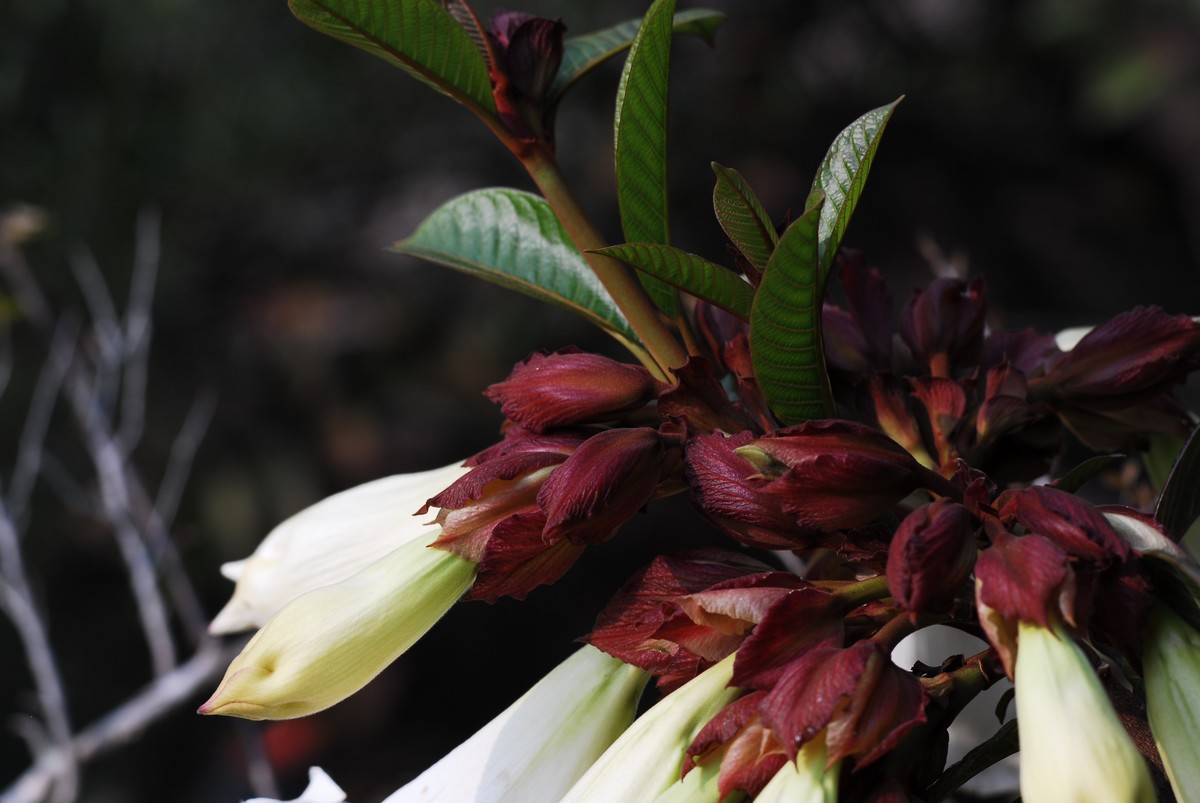 广州  光孝寺  中山纪念堂   华南植物园