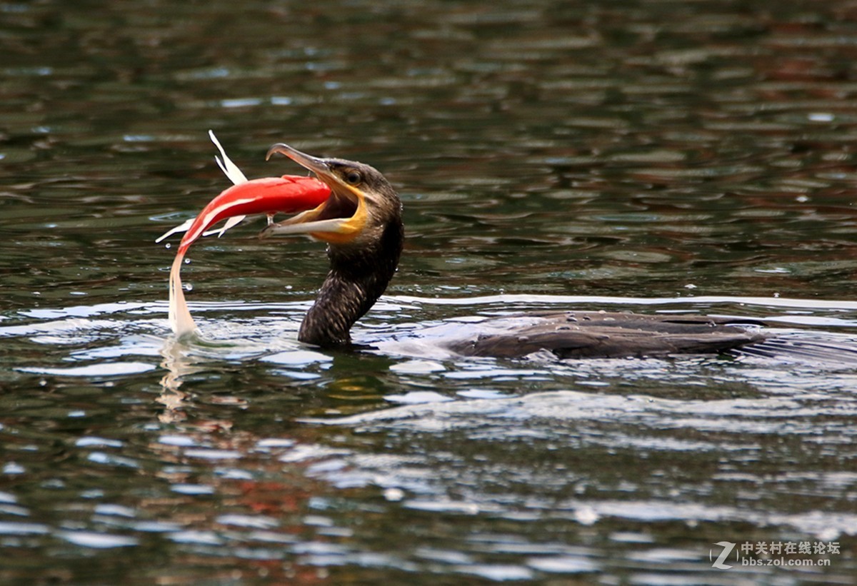 #版主坐堂#2015年8月份《承德》优秀作品选辑