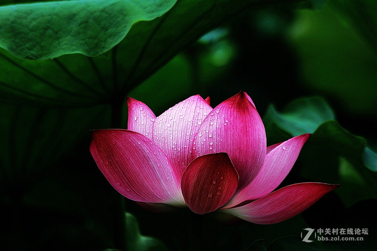 #版主坐堂#2015年8月份《承德》优秀作品选辑