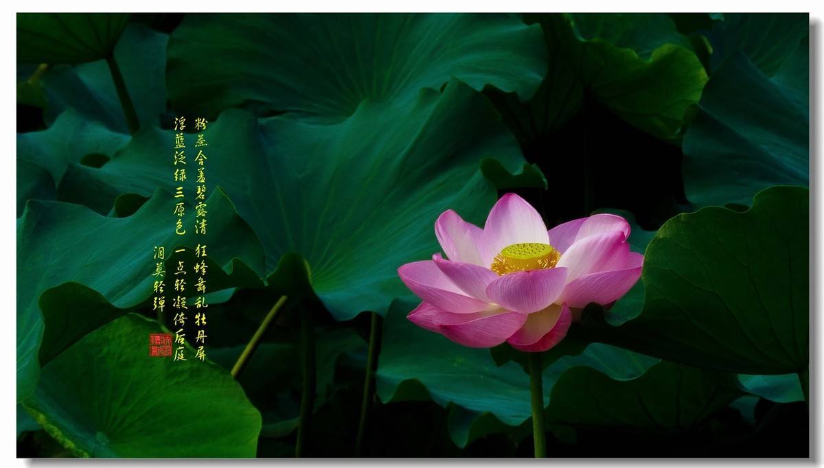 #版主坐堂#2015年8月份《承德》优秀作品选辑