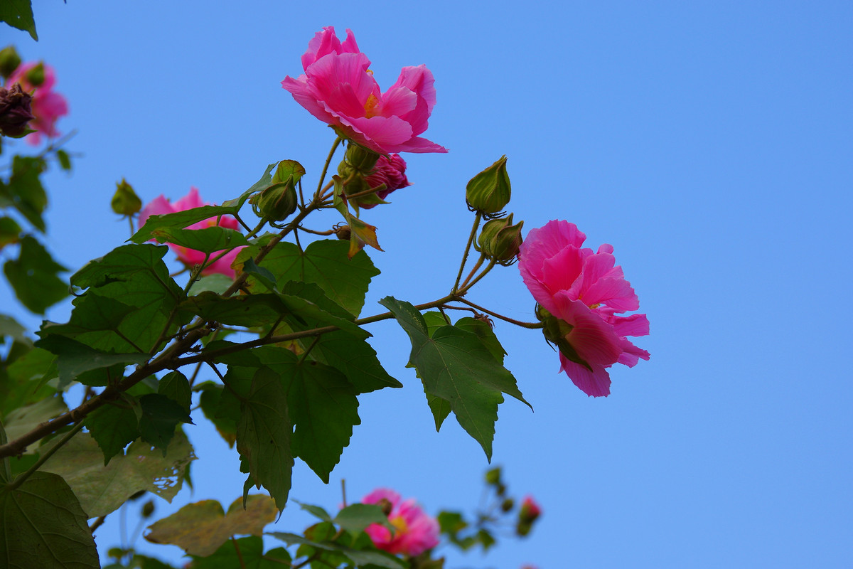 很少拍花花草草的照片，水平很有限。