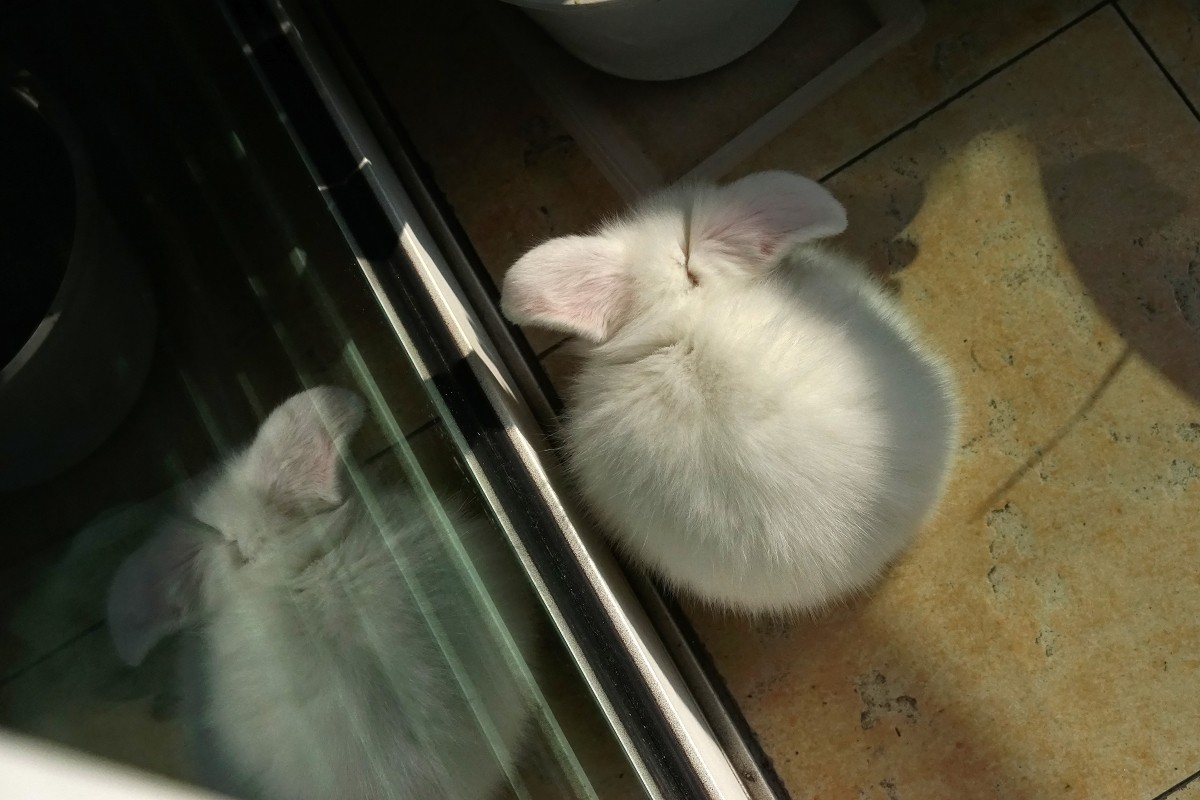 A7R+FE55/1.8随拍小兔子