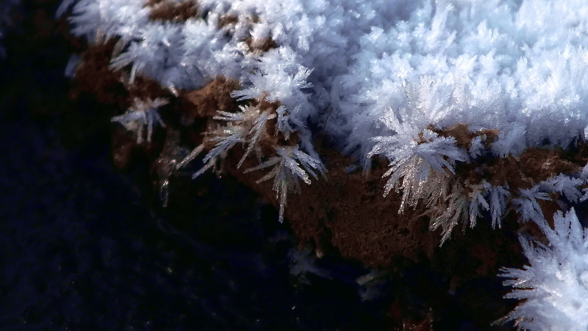 #ZOL月赛-记录最后的2015#没有花香，没有树高。。。