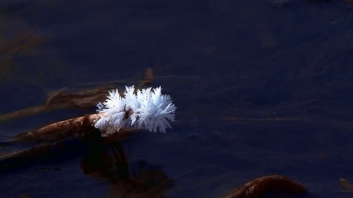 #ZOL月赛-记录最后的2015#没有花香，没有树高。。。