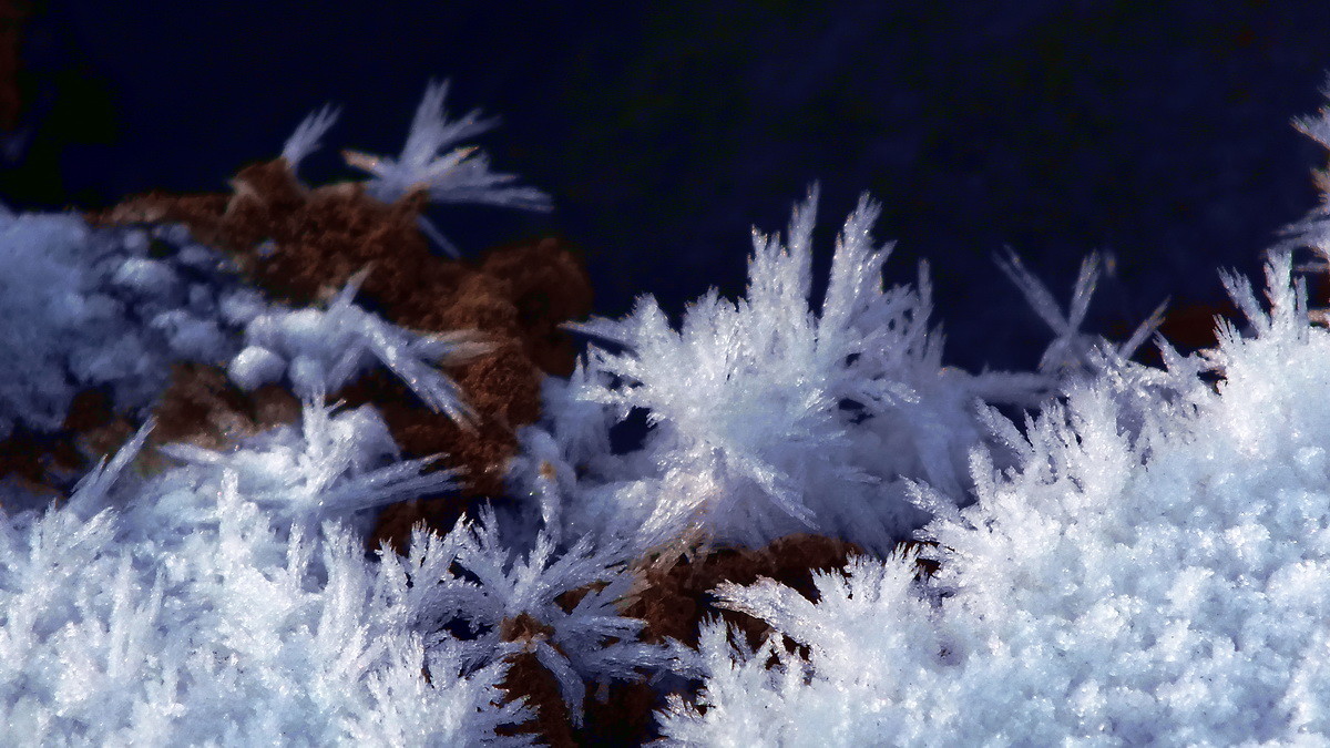 #ZOL月赛-记录最后的2015#没有花香，没有树高。。。