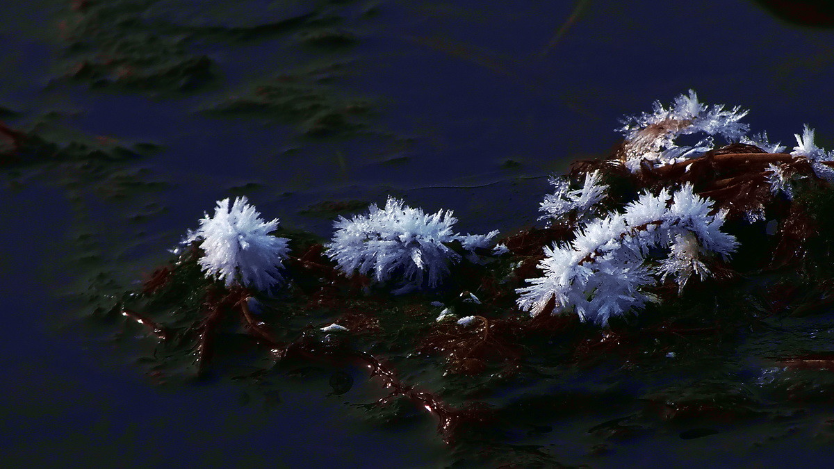 #ZOL月赛-记录最后的2015#没有花香，没有树高。。。