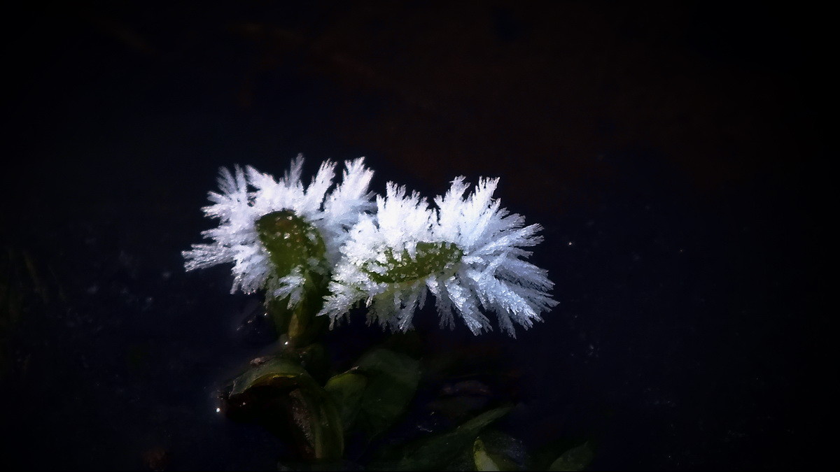 #ZOL月赛-记录最后的2015#没有花香，没有树高。。。