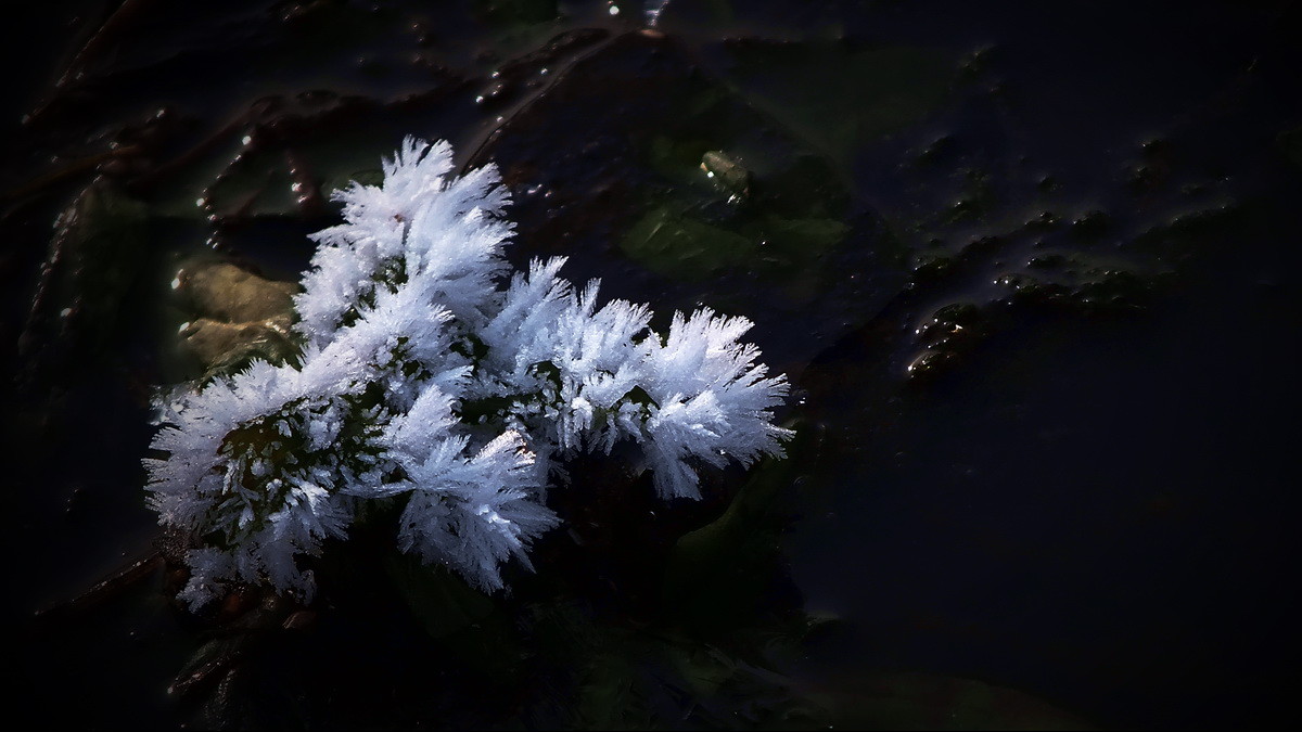 #ZOL月赛-记录最后的2015#没有花香，没有树高。。。