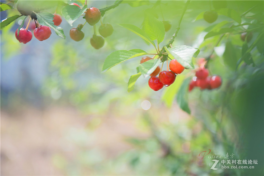 垂涎欲滴——红樱桃