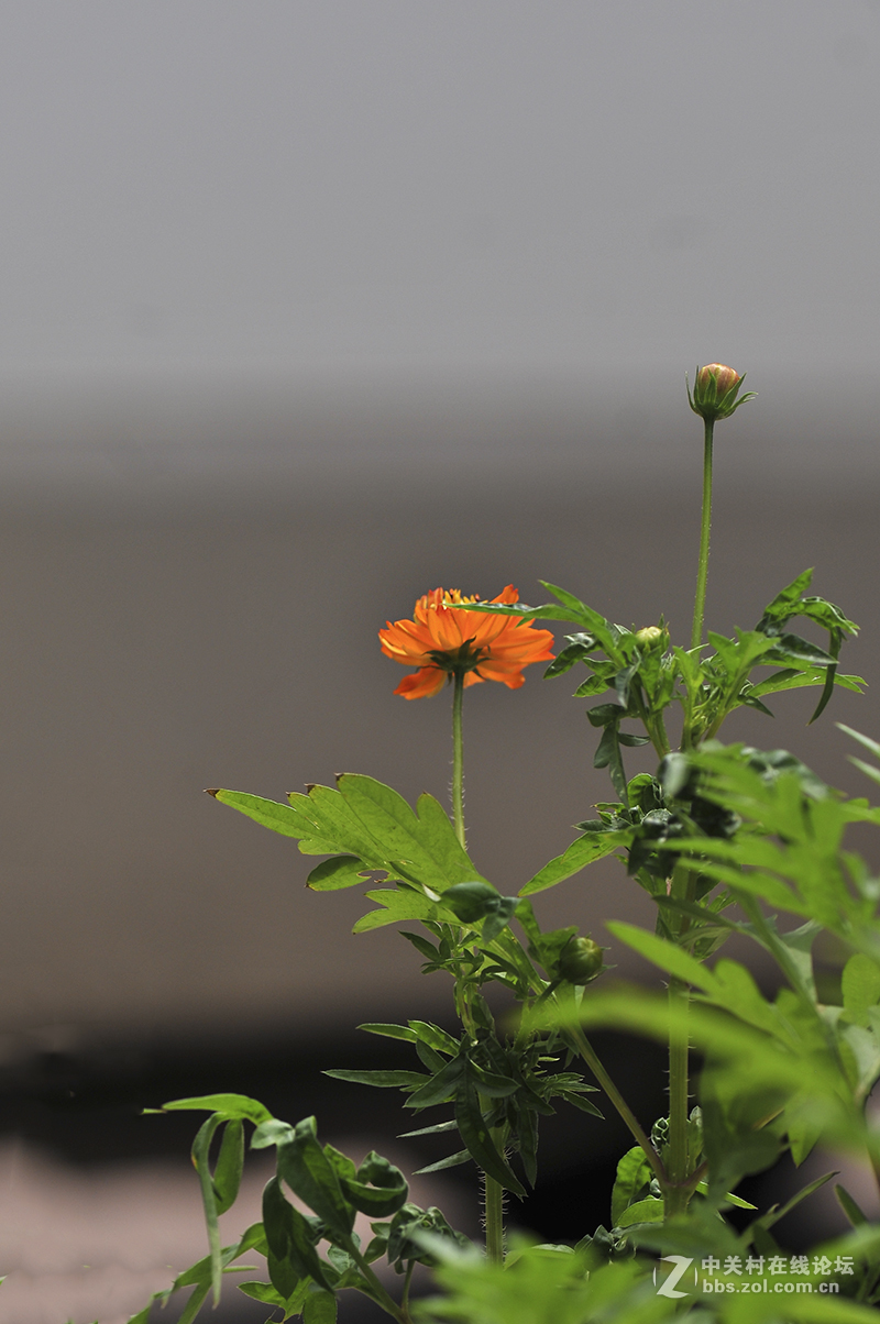 重瓣金鸡菊