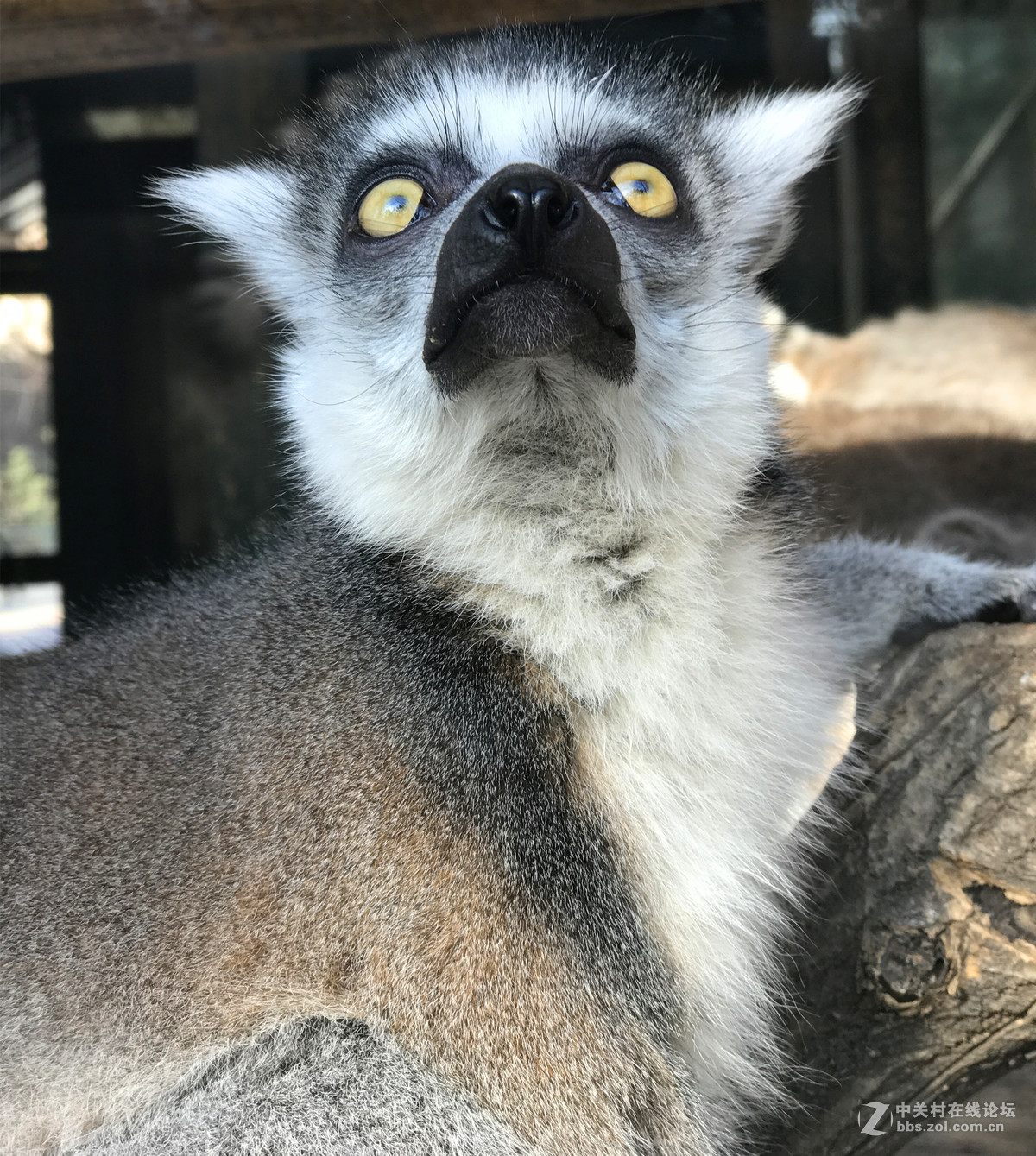 一组环尾狐猴表情包