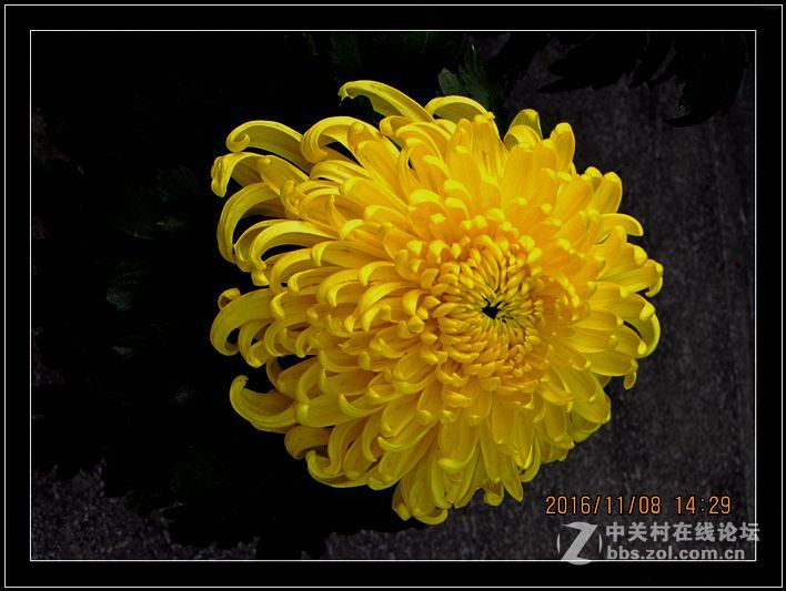 秋 菊