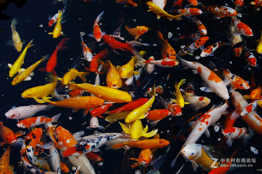 年年有鱼      争先恐后