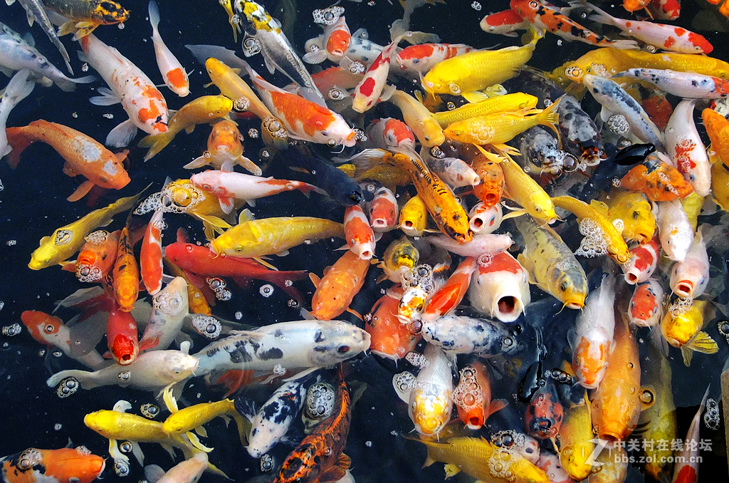 年年有鱼      争先恐后