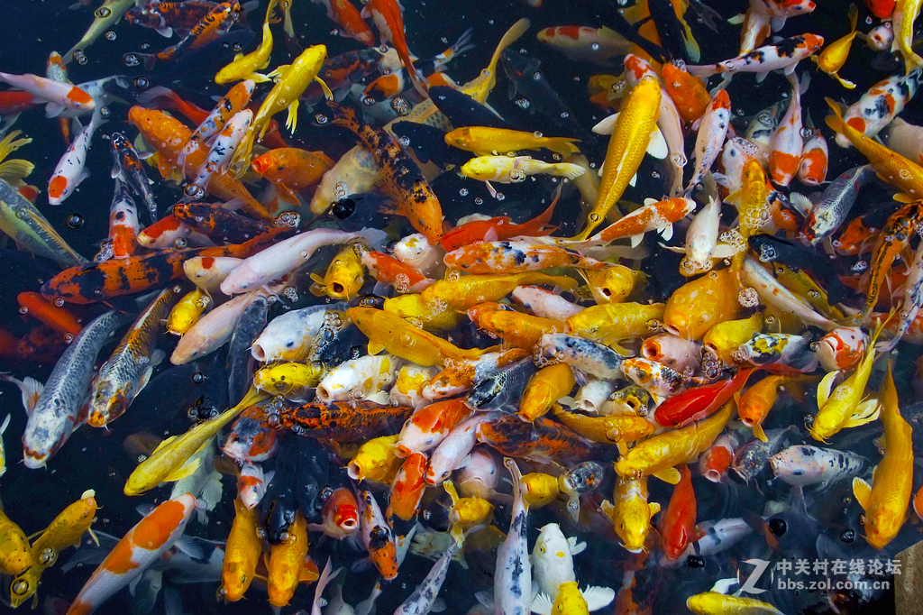 年年有鱼      争先恐后