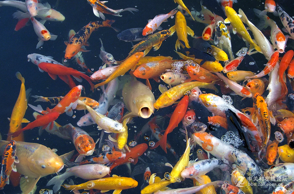 年年有鱼      争先恐后