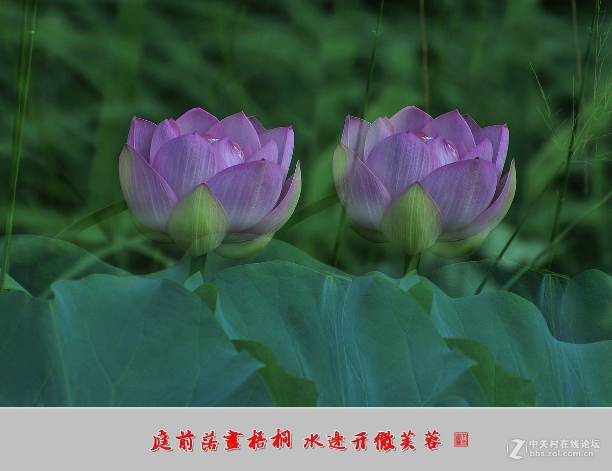 【视觉光影】——夏荷（9）