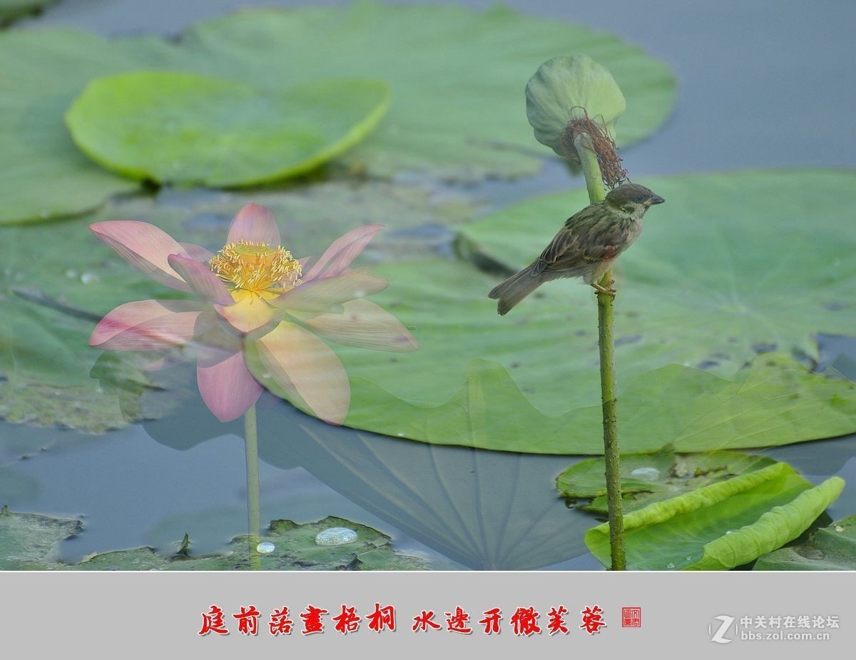 【视觉光影】——夏荷（9）