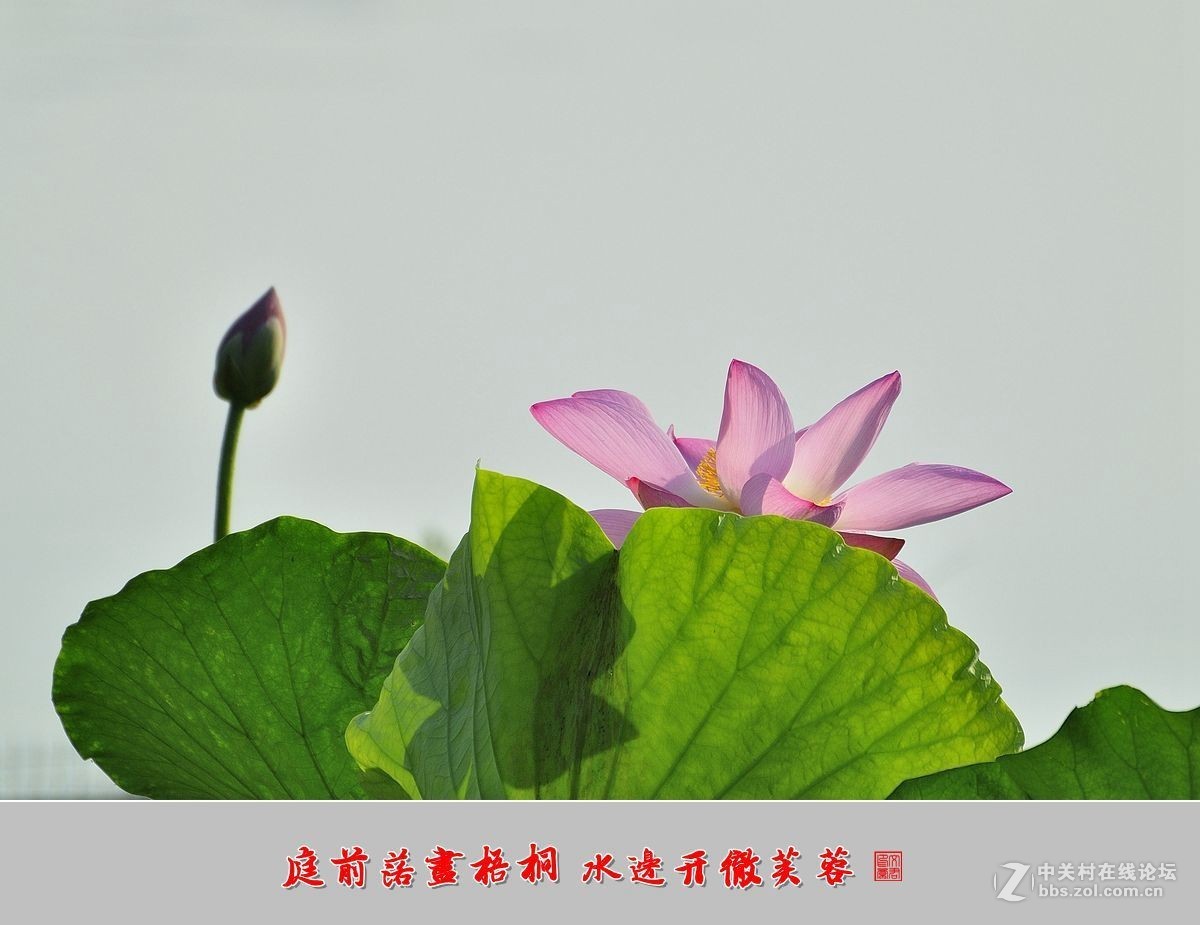 【视觉光影】——夏荷（9）