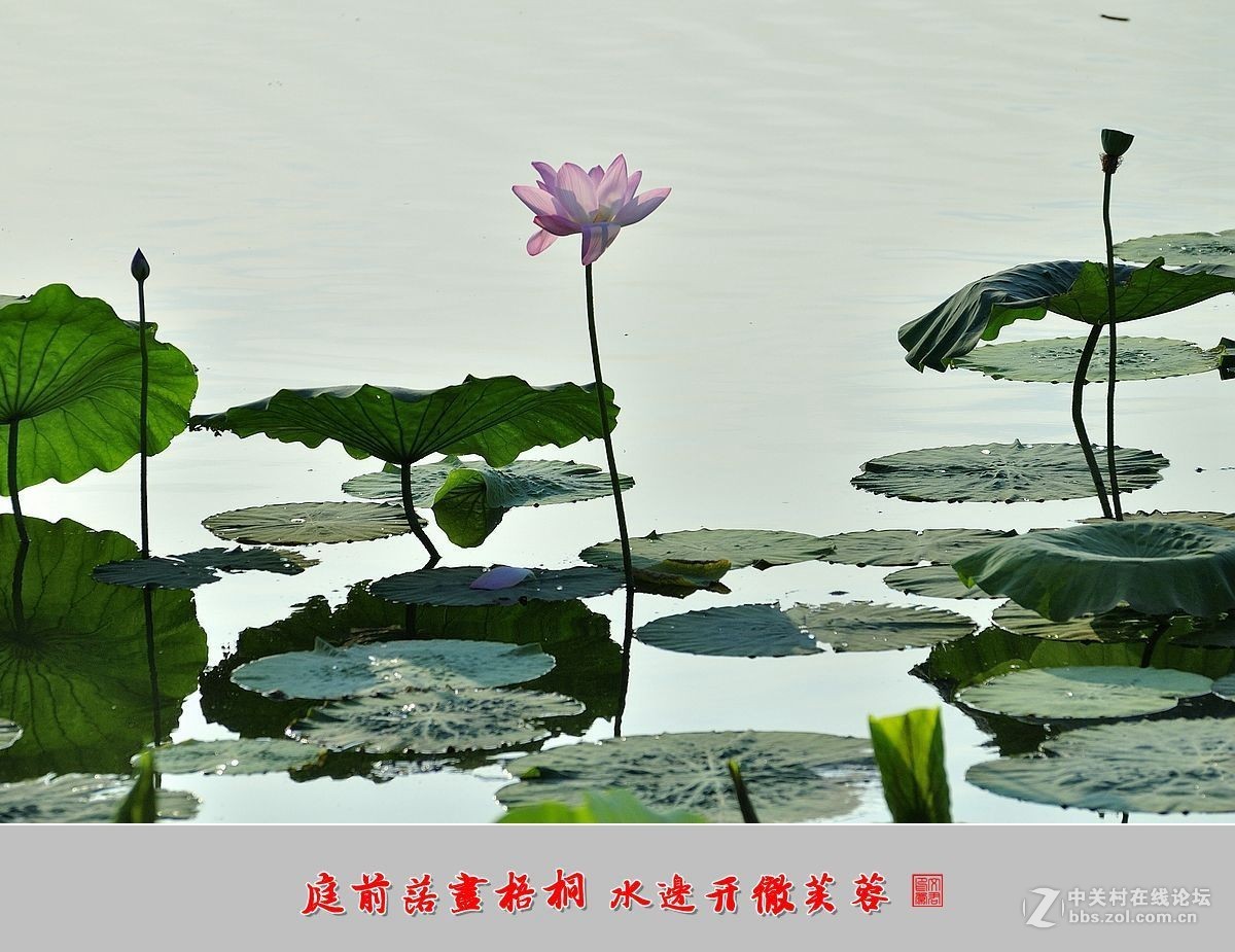 【视觉光影】——夏荷（9）